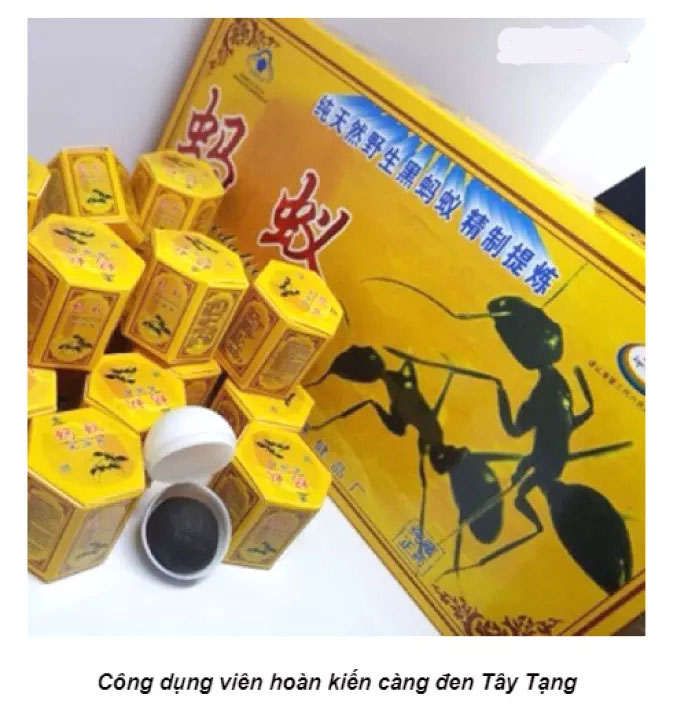Kiến càng đen tây tạng Hộp 10 Viên - Tăng cường sinh lý nam giới hiệu quả